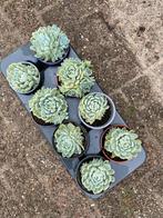 Vetplanten, Tuin en Terras, Planten | Tuinplanten, Ophalen, Vaste plant, Overige soorten, Volle zon