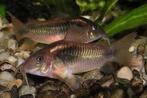 Corydoras Aeneus - dwergmeerval voor het tropisch aquarium, Vis, Zoetwatervis