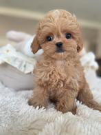 Exclusieve Maltipoo F1, Micro pup (Maltezer/Asia Toy Poedel), Dieren en Toebehoren, Honden | Chihuahua's en Gezelschapshonden