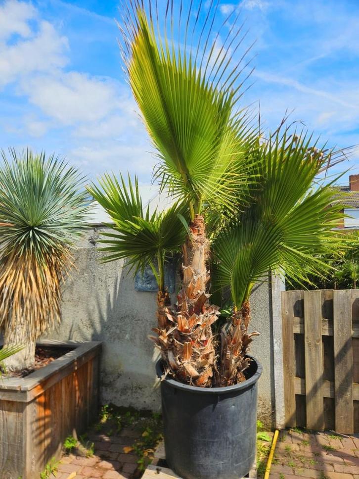 PALMBOMEN, OLIJFBOMEN & ANDERE MEDITERRANE BOMEN EN PLANTEN, Tuin en Terras, Planten | Bomen, Palmboom, 100 tot 250 cm, Halfschaduw