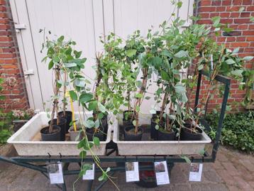 Verschillende soorten Lonicera (Kamperfoelie) in pot! beschikbaar voor biedingen