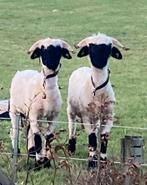 Walliser Schwarznase 1-jarige rammen ARR-ARR, Dieren en Toebehoren, Mannelijk, Schaap