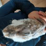 Jong konijn te koop 8 weken oud !, Dieren en Toebehoren, Konijnen, Vrouwelijk, Middelgroot, 9 jaar of ouder