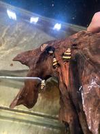 Anatoma Helena slakken, Dieren en Toebehoren, Slak of Weekdier, Zoetwatervis