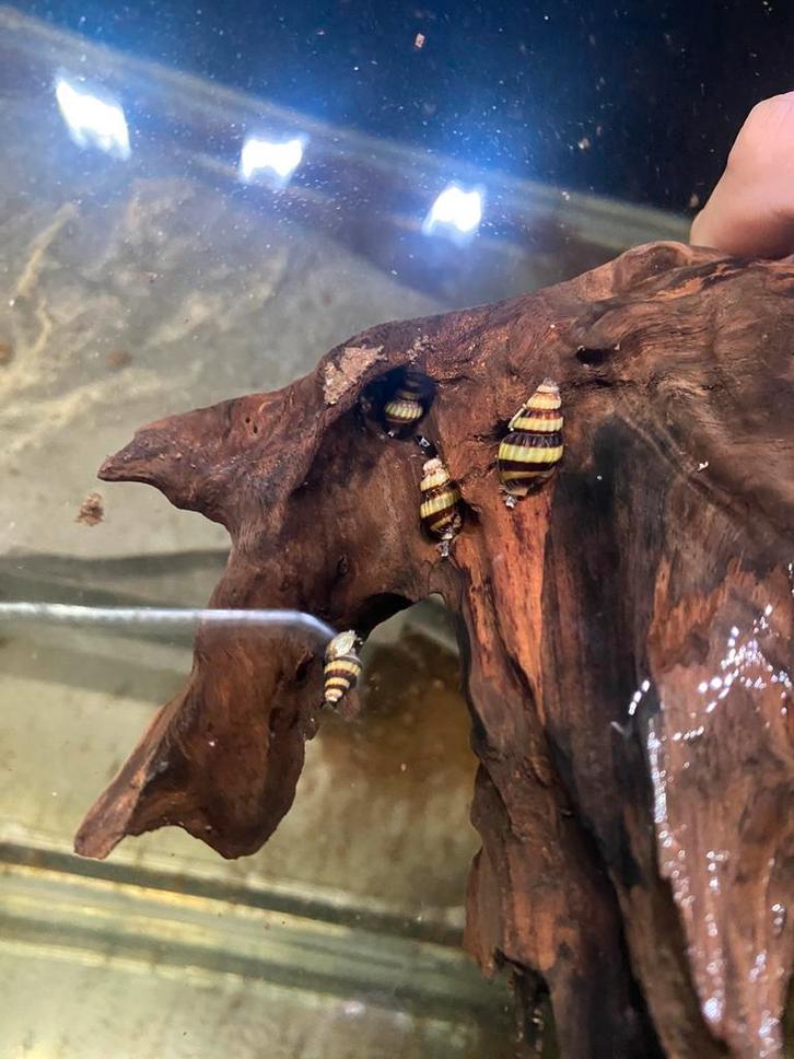 Anatoma Helena slakken, Dieren en Toebehoren, Vissen | Aquariumvissen, Zoetwatervis, Slak of Weekdier