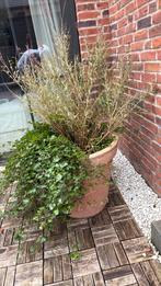 Prachtig plantenbak met planten klaar voor een nieuw tuin!, Tuin en Terras, Ophalen, Overige soorten, Volle zon