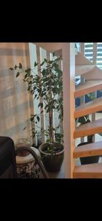 Grote plant zonder pot, Huis en Inrichting, Ophalen, 100 tot 150 cm, Overige soorten, Halfschaduw