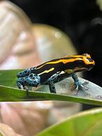 Ranitomeya amazonica iquitos