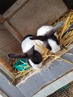 Jonge Hollanders, Dieren en Toebehoren, Konijnen, Meerdere dieren, Klein, 0 tot 2 jaar