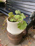 Stenen bloempot met Vrouwenmantel. Vaste plant, Ophalen, Overige soorten, Volle zon
