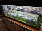 Aquarium met geintegreerd formicarium, Dieren en Toebehoren, Insecten en Spinnen, Mieren