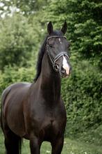 Ontzettend leuk sportpaard te koop!, Dieren en Toebehoren, Paarden, Gechipt, Ruin, M, Dressuurpaard