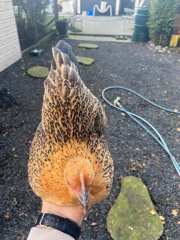 Serama hen beschikbaar voor biedingen