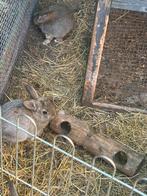 Dwerg konijntjes, Juni, Meerdere dieren, Overige typen, Tam