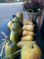 pompoenen, Ophalen of Verzenden