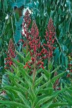 🌺 Lobelia tupa - spectaculaire vaste plant P9, Overige soorten, Volle zon, Vaste plant, Ophalen of Verzenden