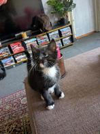 Kittens, Geslacht onbekend, 0 tot 2 jaar