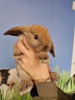 Hangoor dwergkonijnen | Jonge nestjes met tamme hangoren., Meerdere dieren, Dwerg, Hangoor, 0 tot 2 jaar