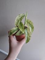 Monstera Laniata Mint, Ophalen of Verzenden, Overige soorten, Minder dan 100 cm