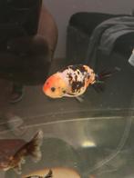 Ranchu Calico, Oranda Kirin, Dieren en Toebehoren, Vissen | Aquariumvissen