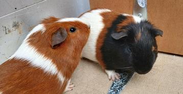 Cavia's  beschikbaar voor biedingen