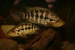 Midden Amerikaanse Cichliden: Parachromis managuensis, Zoetwatervis, Vis
