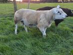 2 bewezen Britse-Engelse texelaar fokrammen, Dieren en Toebehoren, Meerdere dieren, Schaap