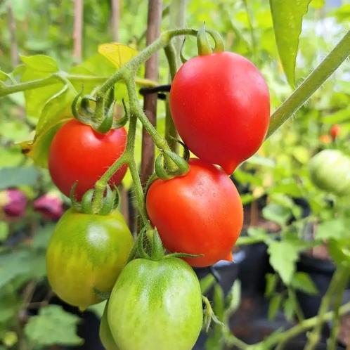 Zaden pienollo del vesuvio  10 zaden, Tuin en Terras, Bloembollen en Zaden, Zaad, Voorjaar, Volle zon, Verzenden