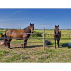 Gezocht 24/7 buitenplek voor 2 paarden, Dieren en Toebehoren, Weidegang, 2 of 3 paarden of pony's