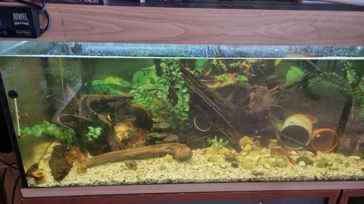 jewel aquarium 240 liter compleet, Dieren en Toebehoren, Vissen | Aquaria en Toebehoren, Gebruikt, Gevuld zoetwateraquarium, Ophalen