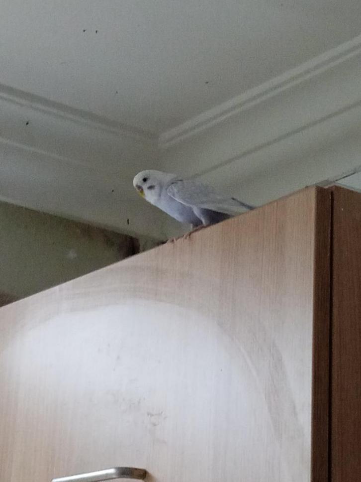 Grasparkiet zoekt een vriend(innet)je(s), Dieren en Toebehoren, Vogels | Parkieten en Papegaaien, Parkiet, Mannelijk, Tam