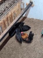 Chabo, Meerdere dieren, Kip