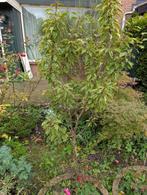 Kersenboom, Ophalen, Overige soorten, 100 tot 250 cm