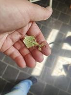 PSG72 Phyllium Giganteum, groot wandelend blad, Dieren en Toebehoren, Insecten en Spinnen, Wandelende tak