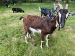2 Franse melk geiten - poitevine - prachtige dieren, Vrouwelijk, Geit