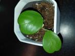 Stek Hoya Kerrii, Huis en Inrichting, Kamerplanten, Ophalen of Verzenden, Halfschaduw, Minder dan 100 cm