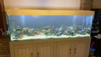 Aquarium 2.30x70x70, Dieren en Toebehoren, Vissen | Aquaria en Toebehoren, Ophalen of Verzenden, Gebruikt, Gevuld zoetwateraquarium