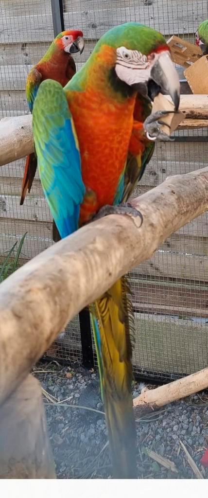 Mooie Harlekijn ara papegaai, Dieren en Toebehoren, Vogels | Parkieten en Papegaaien