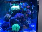 Zeer mooi doorkijk zeeaquarium, Ophalen of Verzenden, Gevuld zeewateraquarium