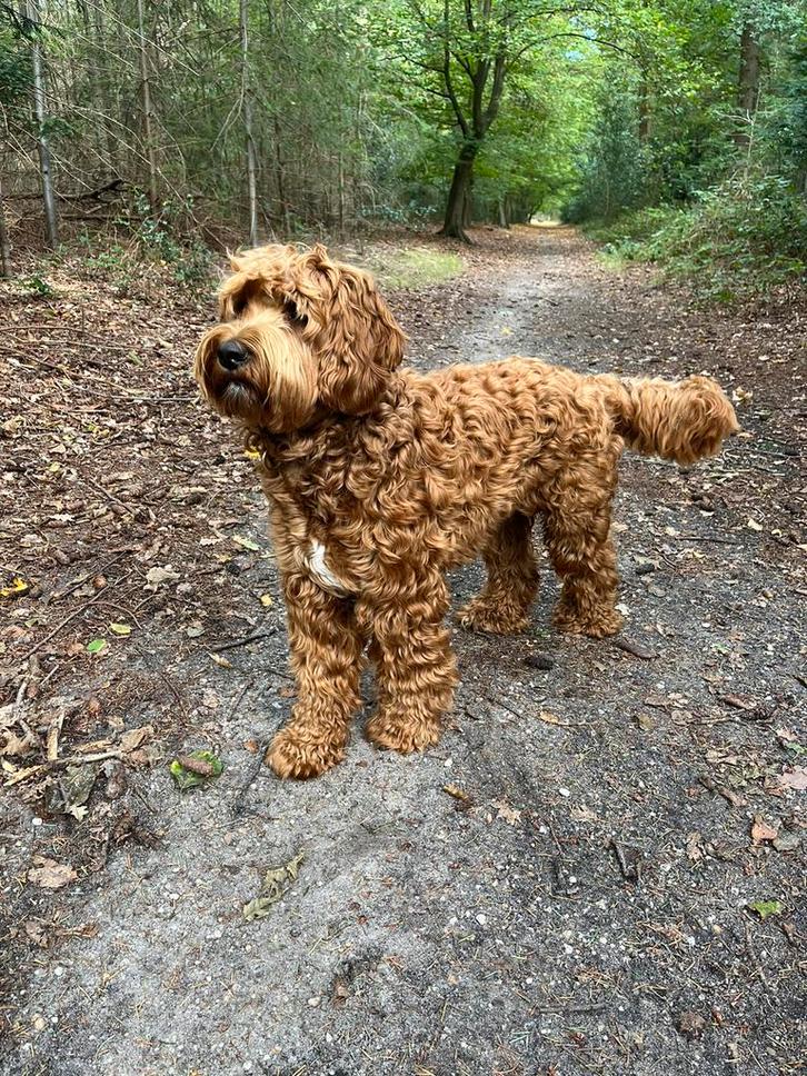 Australian labradoodle dekreu, Dieren en Toebehoren, Honden | Dekreuen, Reu, Particulier, Eén hond, Nederland, 1 tot 2 jaar, CDV (hondenziekte)