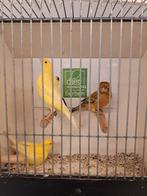 Kanaries mannen, Mannelijk, Kleurkanarie