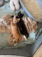 Kittens, Ophalen of Verzenden