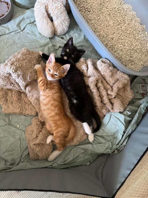 Kittens, Verzamelen, Dierenverzamelingen, Ophalen of Verzenden