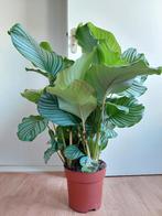 XL Calathea Orbifolia - Pauwenplant / Calathea H: 90 cm., Ophalen, Overige soorten, Halfschaduw, Minder dan 100 cm