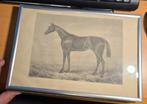 Oude Tekening Paard - Pretender, Ophalen of Verzenden