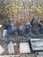 Betonnen Ganzen Tuinbeelden, Ophalen, Gebruikt, Beton, Dierenbeeld