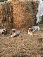 Kangal/ turkse herder pups te koop nog 2 beschikbaar, Dieren en Toebehoren, Honden | Herdershonden en Veedrijvers, Overige rassen
