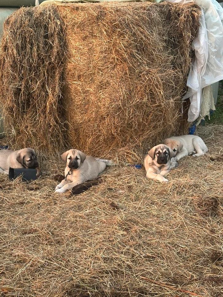 Kangal/ turkse herder pups te koop nog 1 beschikbaar, Dieren en Toebehoren, Honden | Herdershonden en Veedrijvers, Meerdere dieren