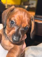 Unieke kaninchenteckel reu, bruin met zwarte aalstreep, Dieren en Toebehoren, Honden | Teckels en Dashonden, Kaninchen, Reu, 8 tot 15 weken