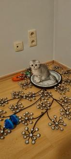 kitten en kittens zoeken.nieuw huisje meer info zie bijlage, Dieren en Toebehoren, Katten en Kittens | Overige Katten